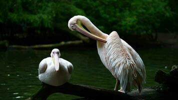 Video of Great white pelican