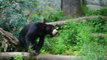 vídeo de Dom oso en zoo video