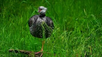 Video of Southern screamer in grass