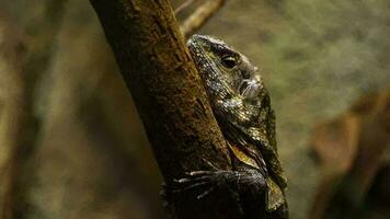 Video of Frilled lizard in terrarium