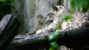 vídeo do neve leopardo dentro jardim zoológico video