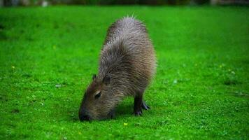 vidéo de capybara dans herbe video