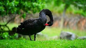 vídeo do Preto cisne dentro jardim zoológico video