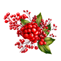 Holly Branch With Red Berries Christmas. png