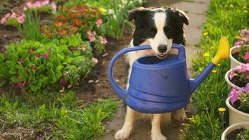 Outdoor portrait of cute dog border collie with watering can in garden background. Funny puppy dog as gardener fetching watering can for irrigation. Gardening and agriculture concept video