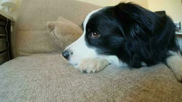 fofa cachorro cachorro fronteira collie deitado baixa jogando com engraçado face em sofá às casa dentro de casa. animal cachorro em repouso pronto para dormir em acolhedor sofá. animal Cuidado e animais conceito. engraçado emocional cachorro video