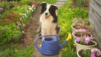 Extérieur portrait de mignonne chien frontière colley avec arrosage pouvez dans jardin Contexte. marrant chiot chien comme jardinier aller chercher arrosage pouvez pour irrigation. jardinage et agriculture concept video