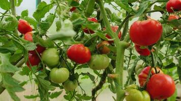 Gartenarbeit und Landwirtschaft Konzept. frisch reif organisch rot Tomaten wachsend im Gewächshaus. Gewächshaus produzieren. Gemüse vegan Vegetarier Zuhause gewachsen Essen Produktion video