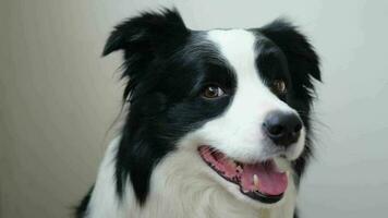 komisch emotional Hund. Porträt von süß lächelnd Hündchen Hund Rand Collie auf Weiß Hintergrund. süß Hund mit komisch Gesicht. Haustier Tier Leben Konzept. Liebe zum Haustiere Freundschaft Begleiter video