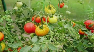 tuinieren en landbouw concept. vers rijp biologisch rood tomaten groeit in serre. kas produceren. groente veganistisch vegetarisch huis gegroeid voedsel productie video