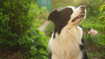 retrato ao ar livre de lindo sorridente cachorrinho border collie sentado no fundo do parque. cachorrinho com cara engraçada no dia ensolarado de verão ao ar livre. cuidados com animais de estimação e conceito de vida de animais engraçados video