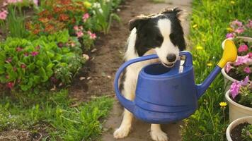 Outdoor portrait of cute dog border collie with watering can in garden background. Funny puppy dog as gardener fetching watering can for irrigation. Gardening and agriculture concept video