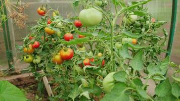 tuinieren en landbouw concept. vers rijp biologisch rood tomaten groeit in serre. kas produceren. groente veganistisch vegetarisch huis gegroeid voedsel productie video