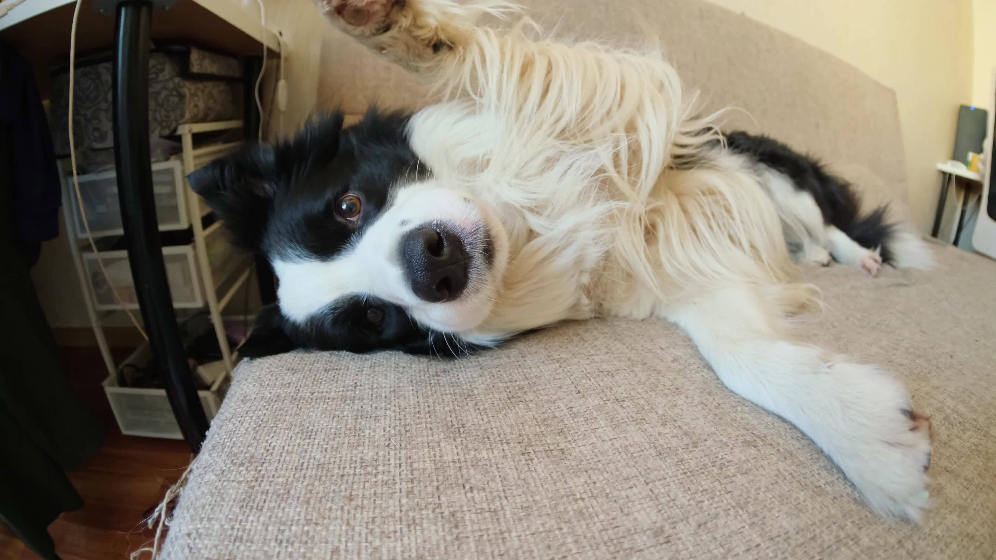 Cute puppy dog border collie lying down playing with funny face on