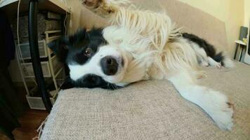 Cute puppy dog border collie lying down playing with funny face on couch at home indoors. Pet dog resting ready to sleep on cozy sofa. Pet care and animals concept. Funny emotional dog video