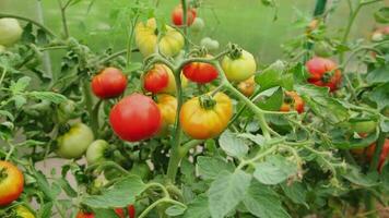 Gardening and agriculture concept. Fresh ripe organic red tomatoes growing in greenhouse. Greenhouse produce. Vegetable vegan vegetarian home grown food production video