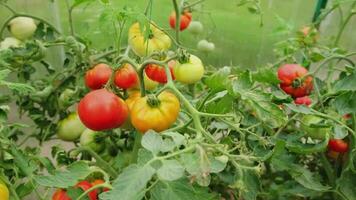 Gardening and agriculture concept. Fresh ripe organic red tomatoes growing in greenhouse. Greenhouse produce. Vegetable vegan vegetarian home grown food production video