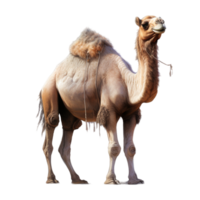 Happy Eid Al Adha Camel. png