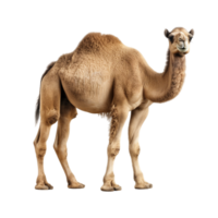 eid al Adha kamel silhuett. generativ ai png