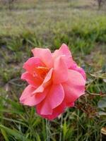 increíble rosado color Rosa. hermosa Rosa flores en naturaleza foto