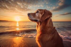 Golden retriever swims in the sea at sunset. photo