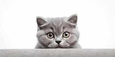 . . Photo realistic illustration of british blue grey cat face animal pet. Graphic Art Illustration