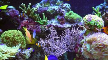colorida marinho plantas e animais dentro a marinho aquário. video