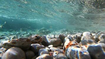 Kroatien, Europa. adriatic Meer. felsig Meer Bett unter Wasser Filmaufnahme. video