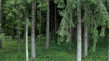 Sommer- Nadelbaum Wald Landschaft. alpin Region Forstwirtschaft. video