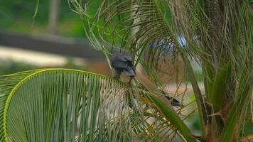 A crow on a coconut palm eats a fruit video