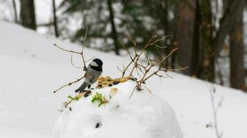 fåglar äter frön från de snö matare, vinter- dag video
