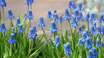 volador abeja y uva jacinto flores azul cierne muscari armeniacum en el temprano primavera en un soleado día video