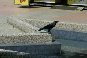 A black crow in the Dataran Putra Jaya, Malaysia. photo