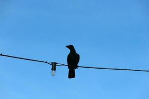 A black crow in the Dataran Putra Jaya, Malaysia. photo