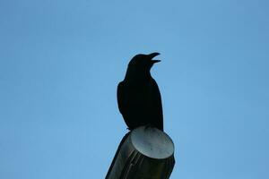 A black crow in the Dataran Putra Jaya, Malaysia. photo