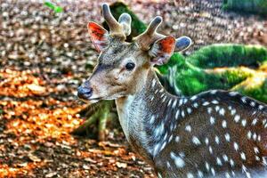 rusa totol con el científico nombre eje eje a zoo en ragunán foto