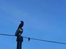 A black crow in the Dataran Putra Jaya , Malaysia photo