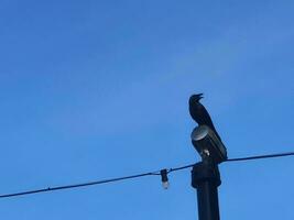 A black crow in the Dataran Putra Jaya , Malaysia photo