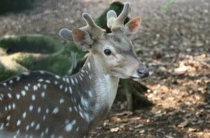 rusa totol con el científico nombre eje eje a zoo en ragunán foto