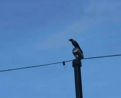 A black crow in the Dataran Putra Jaya , Malaysia photo