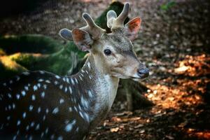 Rusa Totol with the scientific name Axis axis at Zoo in Ragunan. photo