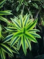 Spider plant or Parisian lily is a plant with the Latin name Chlorophytum comosum photo