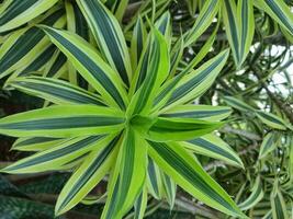 Spider plant or Parisian lily is a plant with the Latin name Chlorophytum comosum photo