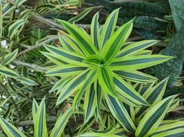 Spider plant or Parisian lily is a plant with the Latin name Chlorophytum comosum photo
