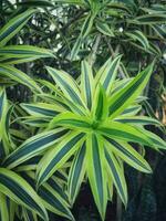 Spider plant or Parisian lily is a plant with the Latin name Chlorophytum comosum photo