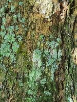 A mossy bark of a tree. photo