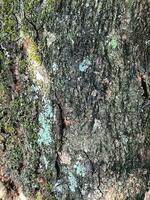 A mossy bark of a tree. photo