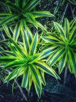 Spider plant or Parisian lily is a plant with the Latin name Chlorophytum comosum photo