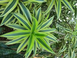 Spider plant or Parisian lily is a plant with the Latin name Chlorophytum comosum photo