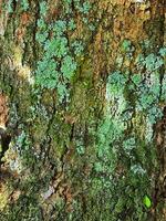 A mossy bark of a tree. photo